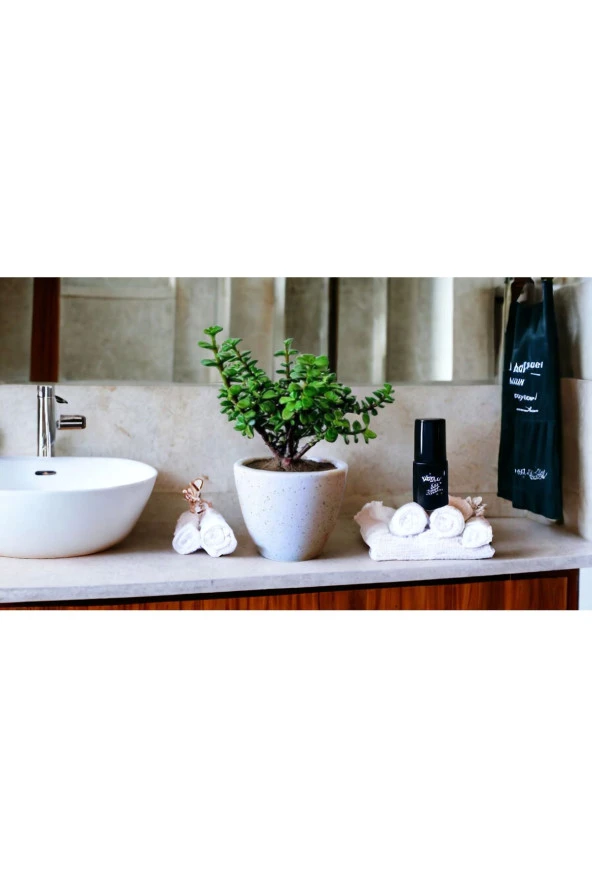 Bonsai Ağacı Afra Para Bitkisi - Resim 3
