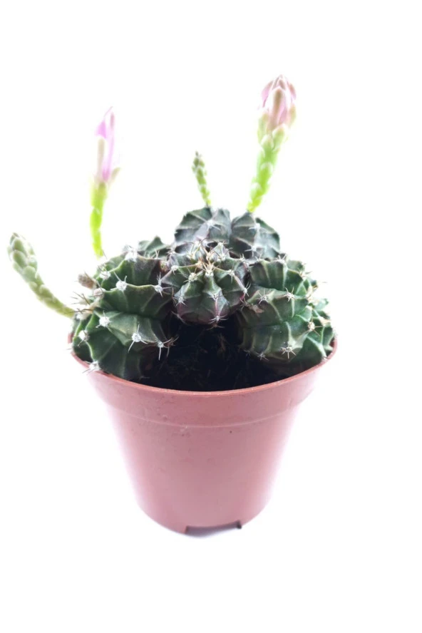 Gymnocalycium Mihanovichii - Resim 2