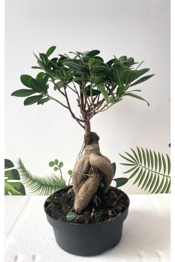 Ithal Bonsai Ficus Ginseng 1000gr Gövde ürün görseli 1