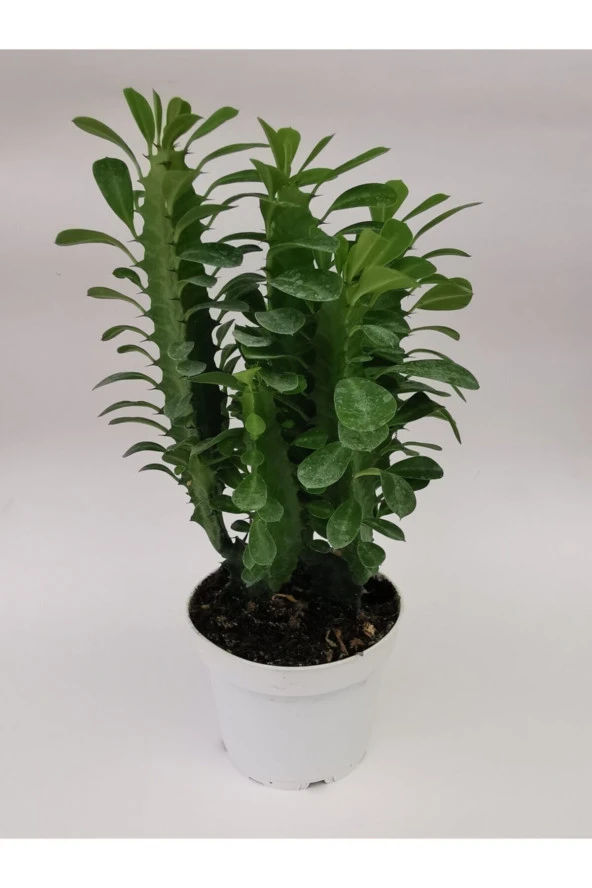 Euphorbia Trigona Yeşil ürün görseli 1