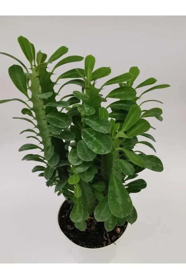 Euphorbia Trigona Yeşil - Resim 2