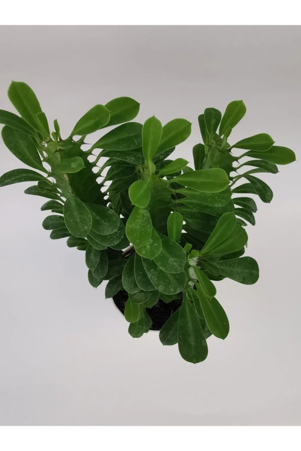 Euphorbia Trigona Yeşil - Resim 3