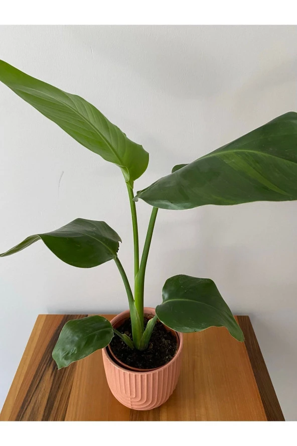 Strelitzia Nicolai - Starliçe - Resim 2