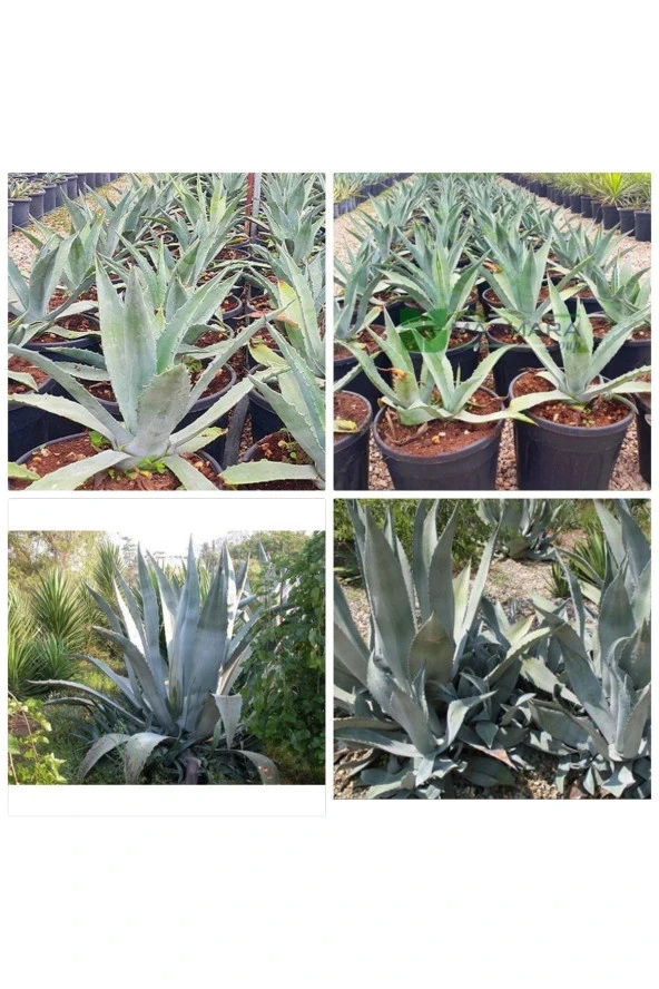 Agave Salmiana Saksılı Doğa Flora ürün görseli 1