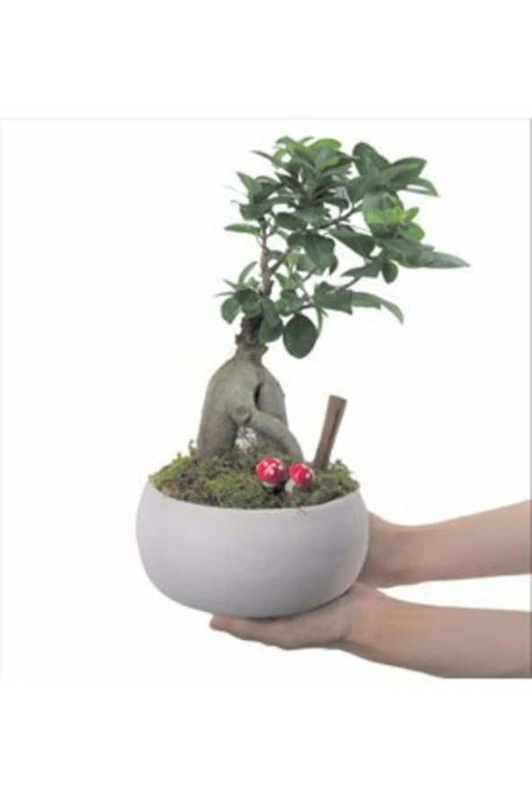 Ficus Ginseng Bonsai & Beyaz Capo Beton Saksıda Hediyelik Canlı Çiçek ürün görseli 1