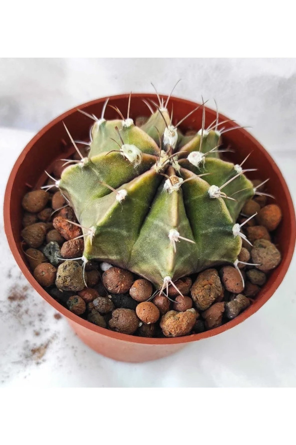 Gymnocalycium Mihanovichii--kaktüs ürün görseli 1