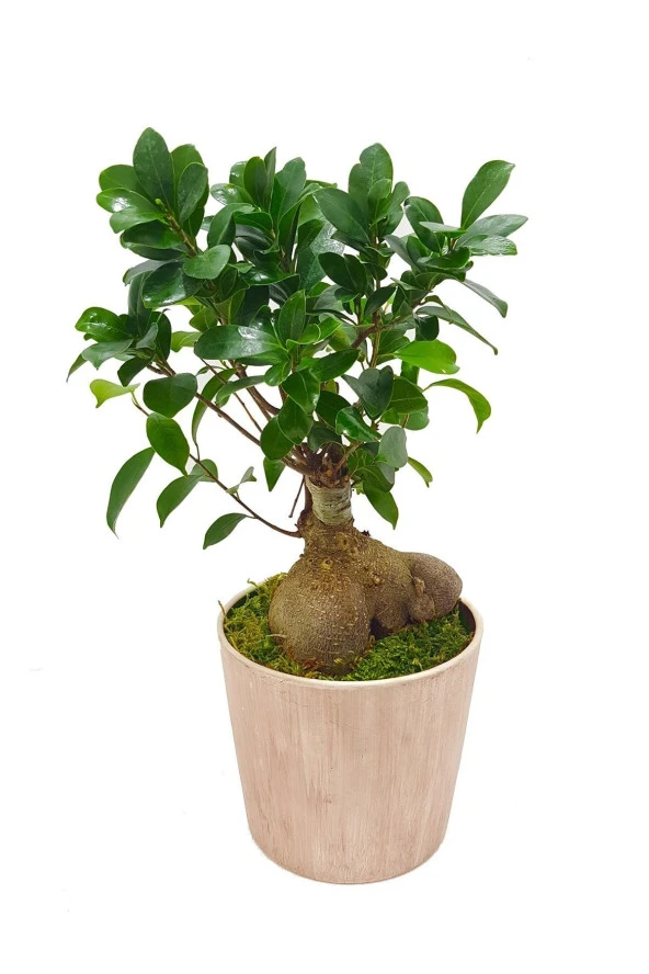 Vintage Seramik Saksıda Ficus Gingseng Bonsai Abana & Bonsai Ağacı & Dekoratif Bitki & 35-40 Cm ürün görseli 1