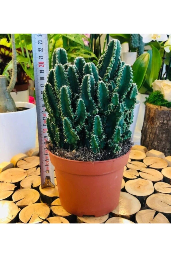 Cereus Peruvianus Florida Cactus Xl Bol Yavrulu Radrasyon Kaktüs ürün görseli 1