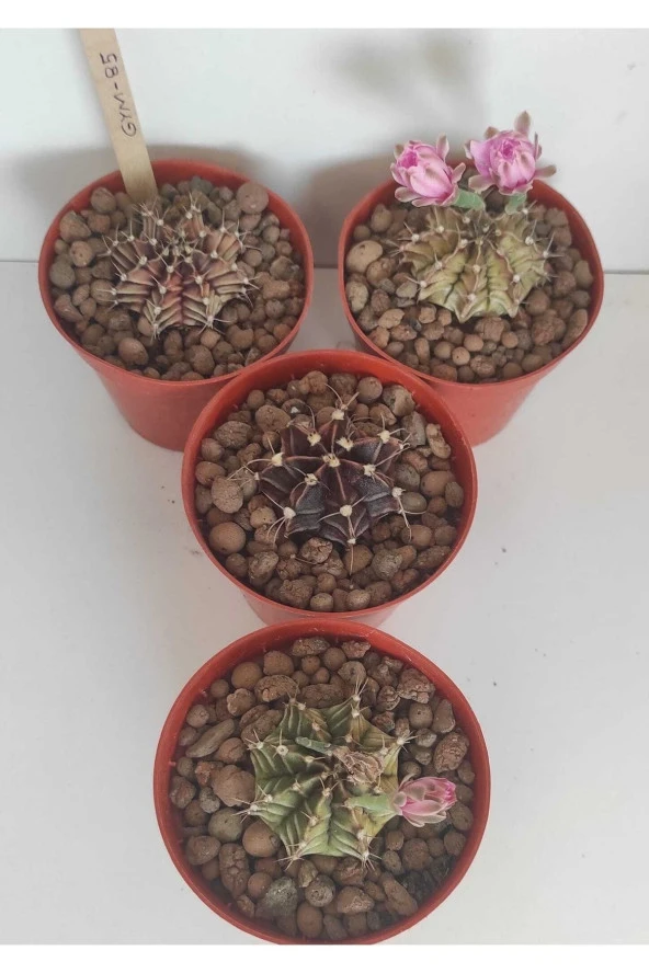 Dörtlü Gymnocalycium Mihanovichii Set ürün görseli 1