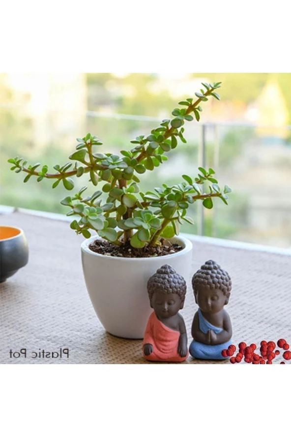 Hediyelik Para Ağacı Dekoratif Saksıda Bonsai no2 ürün görseli 1