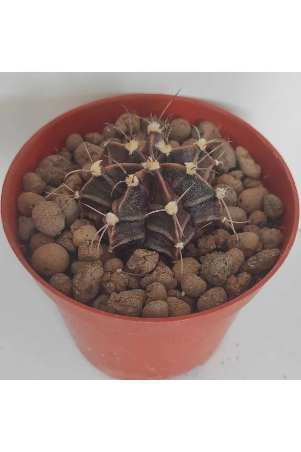 Dörtlü Gymnocalycium Mihanovichii Set - Resim 2