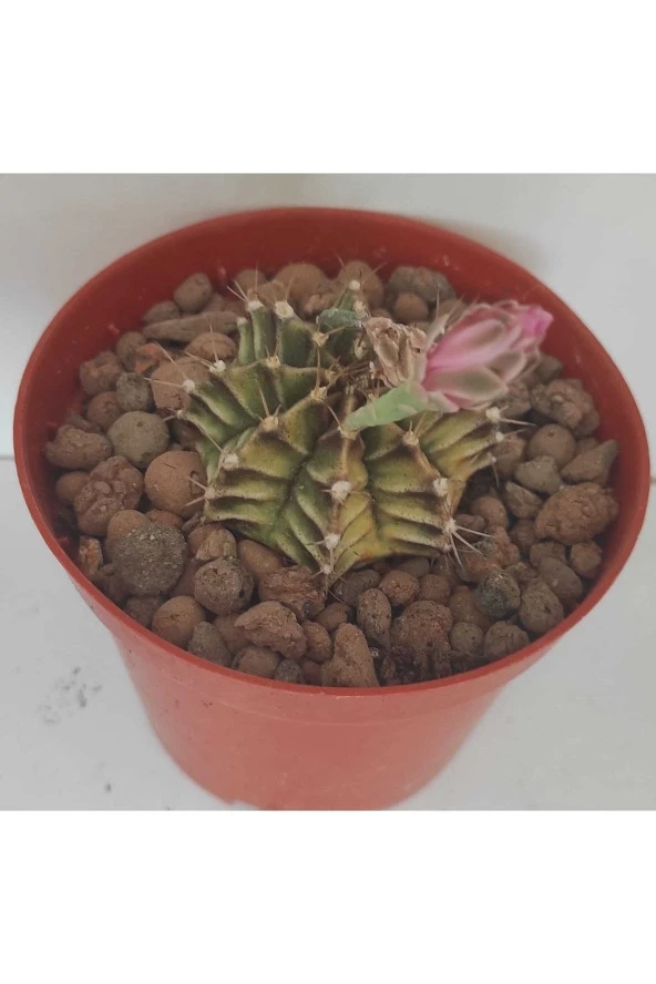 Dörtlü Gymnocalycium Mihanovichii Set - Resim 4