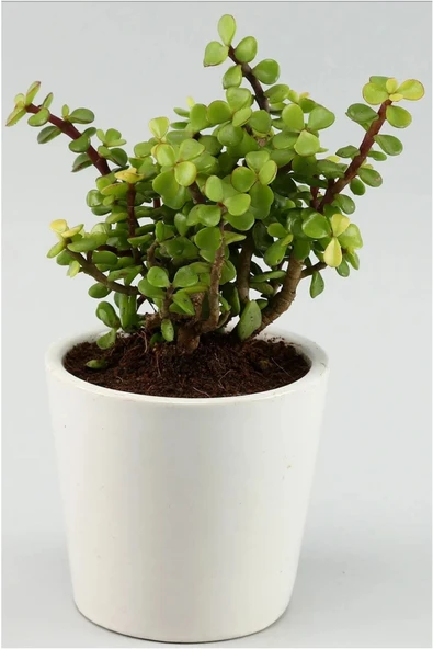 Portulacaria Afra Para Ağacı Fil Azlığı ürün görseli 1