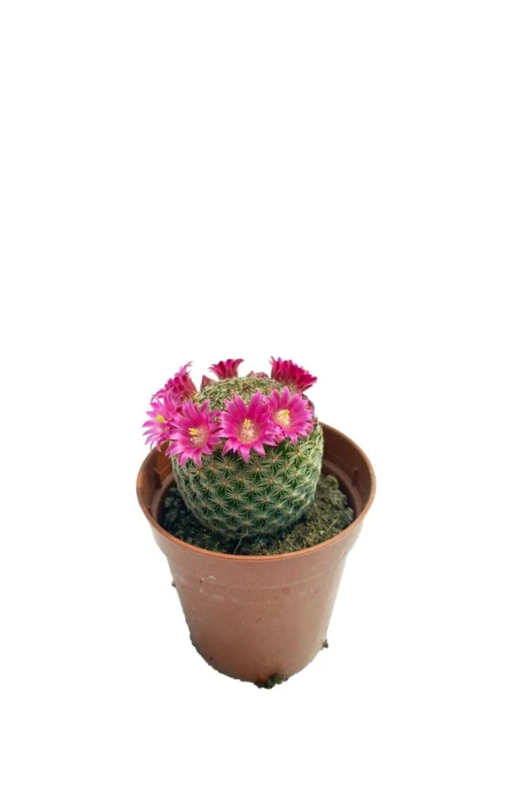 Mammillaria Lanata (5,5 Cm Saksıda) Pembe Çiçek Açan Kaktüs ürün görseli 1