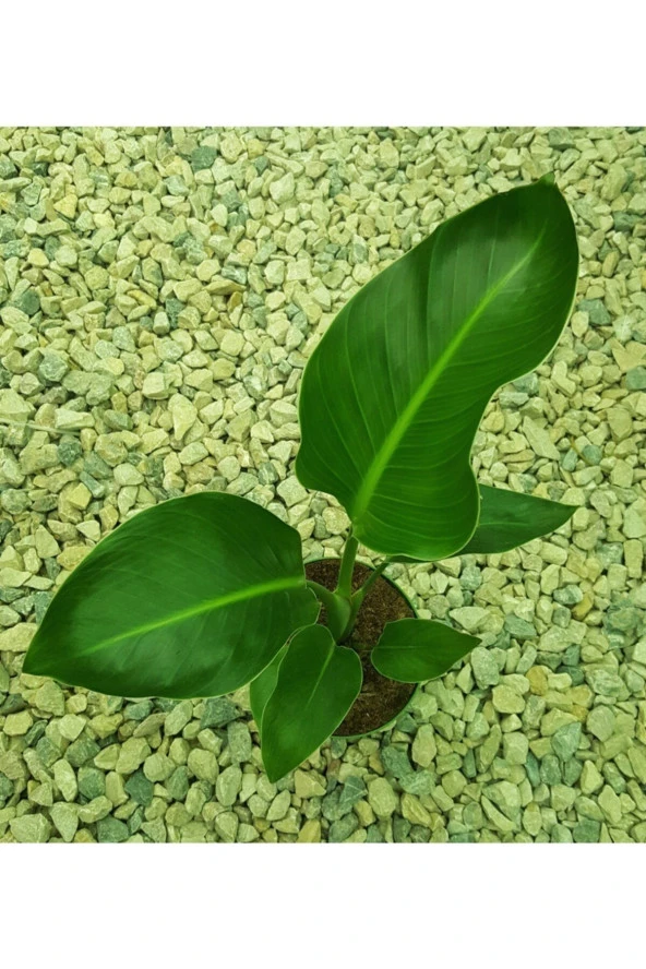 Starliçe Nicolai 60 Cm - Resim 2
