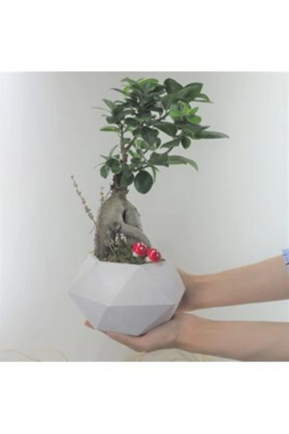 Ficus Ginseng Bonsai & Beyaz Geometrik Beton Saksıda Hediyelik Canlı Çiçek ürün görseli 1