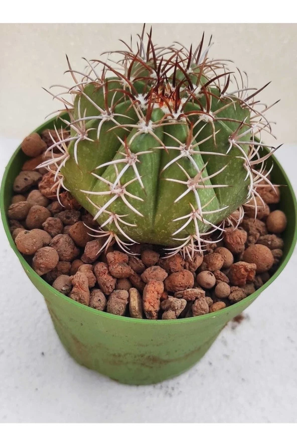 Melocactus ürün görseli 1