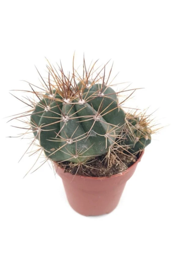 Melocactus Matanzanus (kırmızı Tepe) - 8.5 Cm Saksı ürün görseli 1