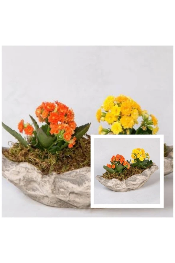 Dekoratif Kayık Saksıda kalanşo Kalanchoe ürün görseli 1