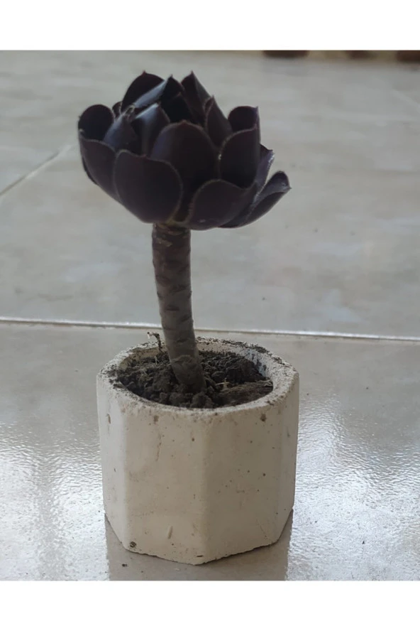 Taş Saksılarda 3'lü Sukulent Seti ürün görseli 1