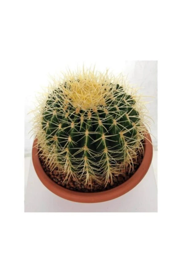 Saksılı Echinocactus Grusonii Cactus - Altın Fıçı Kaktüs (5.5 Luk Saksıda) ürün görseli 1