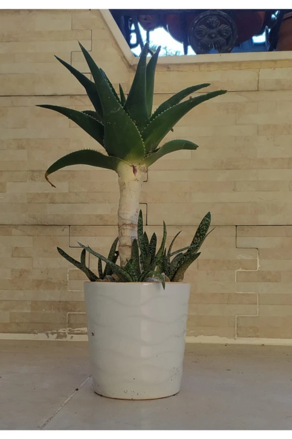 Bonsai Sarısabır Porselen Saksıda ürün görseli 1