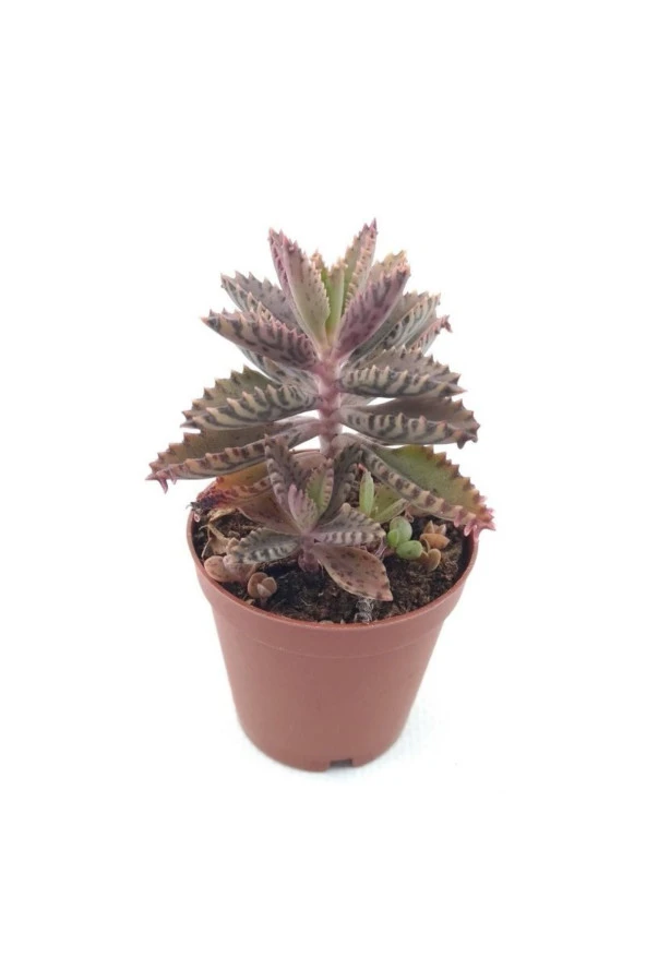 Kalanchoe Daigremontiana Sukulent ürün görseli 1