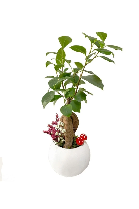 Beyaz Beton  Saksıda Mini Ficus Ginseng Bonsai ürün görseli 1