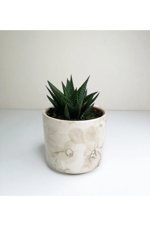 Haworthia 'limifolia' Mini Beyaz Seramik Saksılı ürün görseli 1