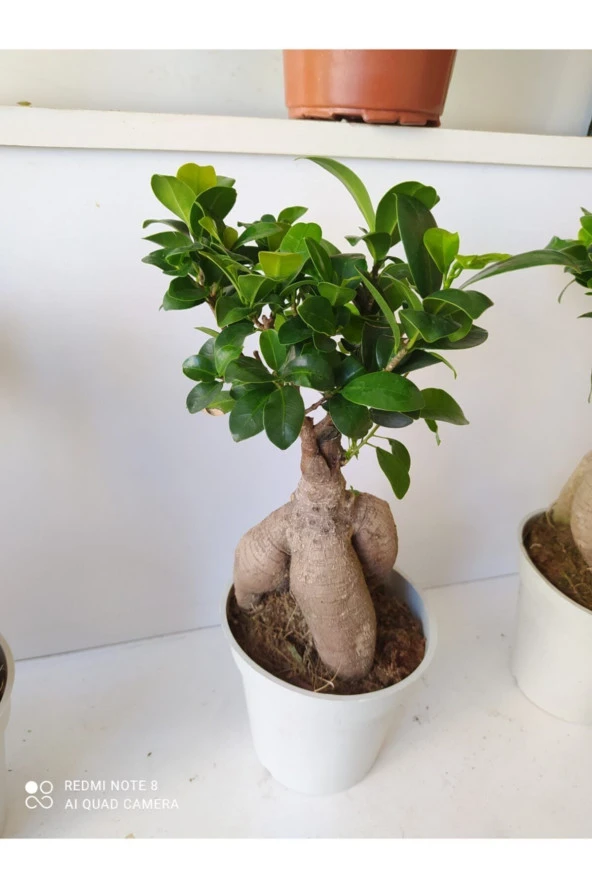 Bonsai Ağacı ürün görseli 1