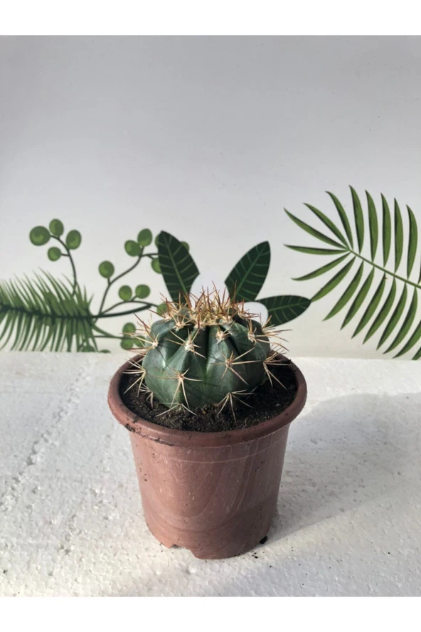 Melocactus Matanzanus 10.5 Cm Saksı ürün görseli 1