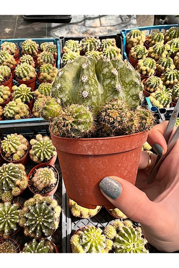 Echinopsis Oxygona Kaktüs (BOL YAVRULU KAYNANA TOPUZU) - 8,5 Cm ürün görseli 1