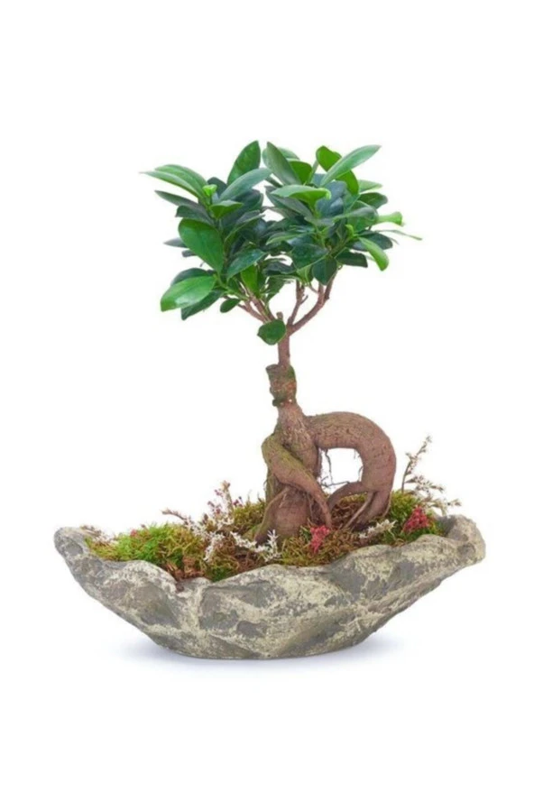 Ağaç Kabuğu Beton Saksıda Bonsai ürün görseli 1