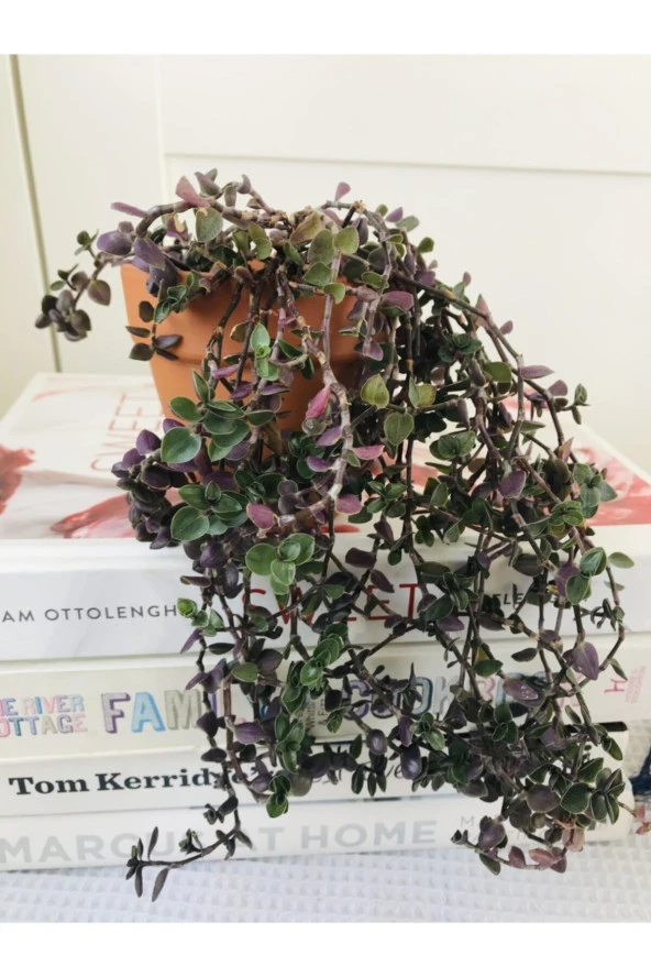 Toprak Saksıda Callisia Repens Sukulent ürün görseli 1