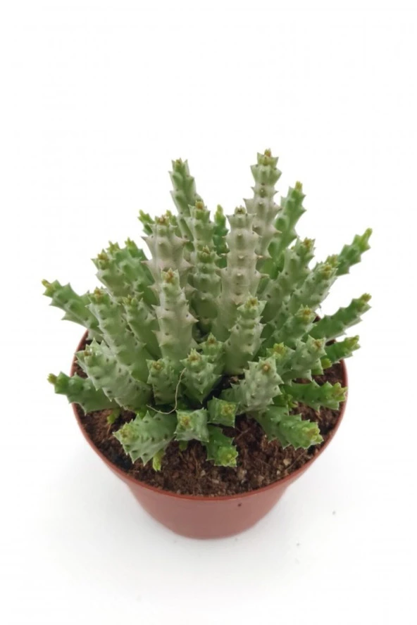 Leş Kaktüs - 8.5 Cm Saksıda ürün görseli 1