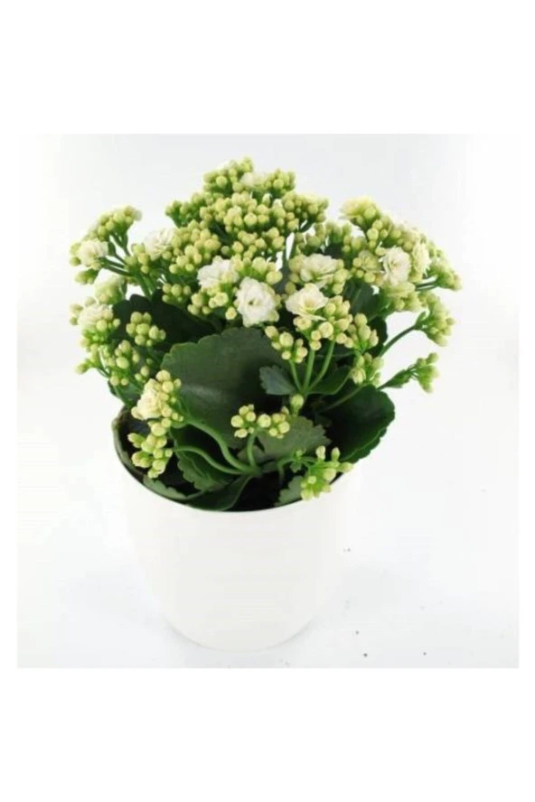 Kalanchoe Beyaz Renkli Kalanşo Seramik Saksıda ürün görseli 1