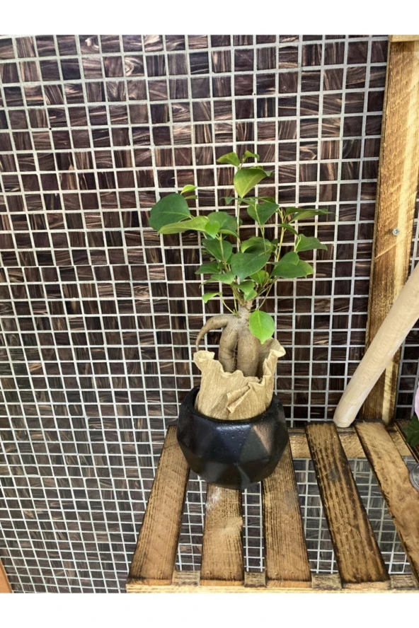 Fıcus Bonsai Ağacı ürün görseli 1