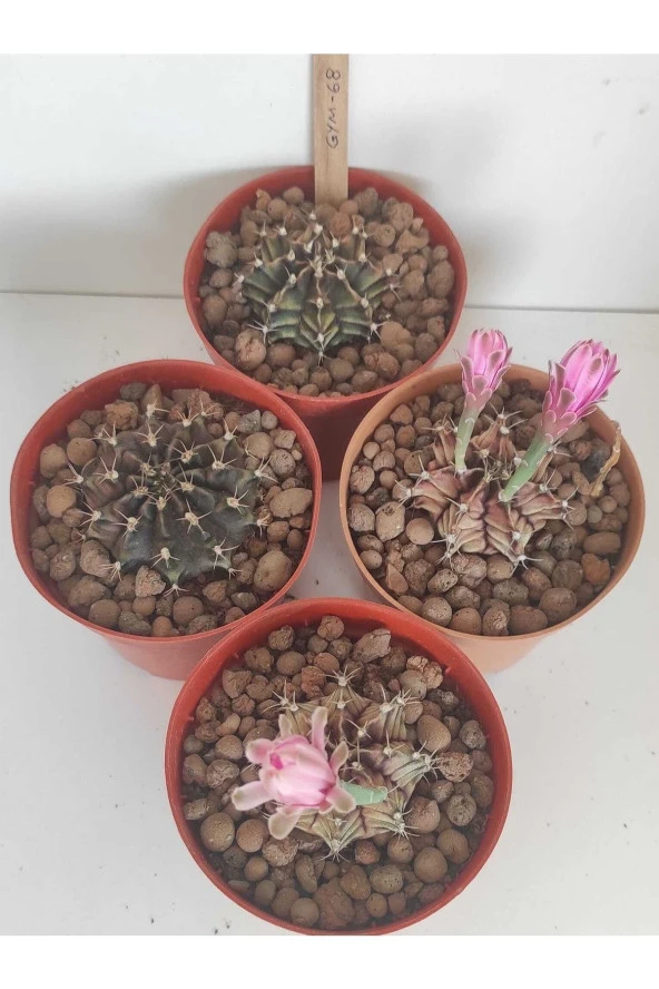 Dörtlü Gymnocalycium Mihanovichii Set ürün görseli 1