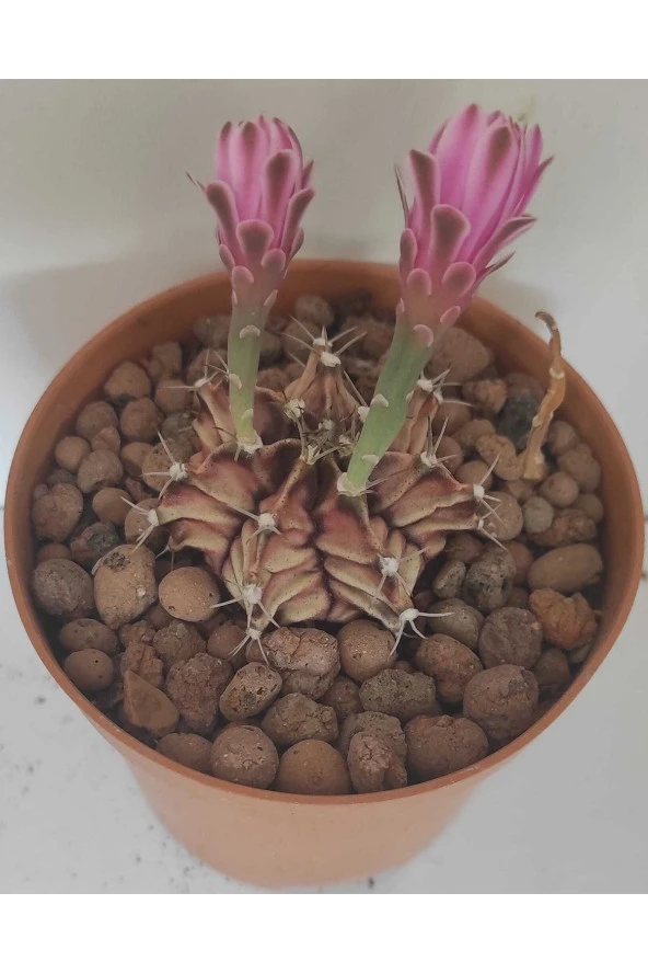 Dörtlü Gymnocalycium Mihanovichii Set - Resim 2