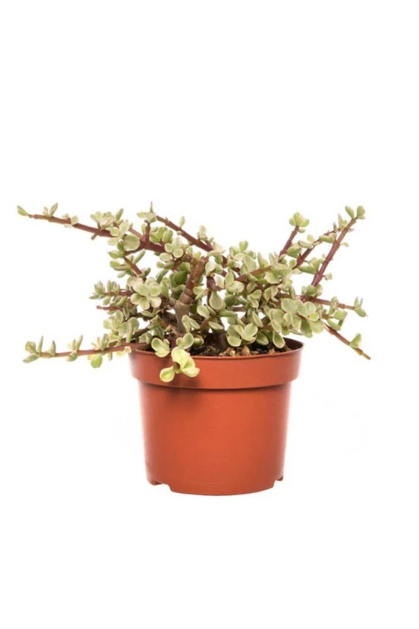 Portulacaria Afra 17cm Ø - Sukulent ürün görseli 1