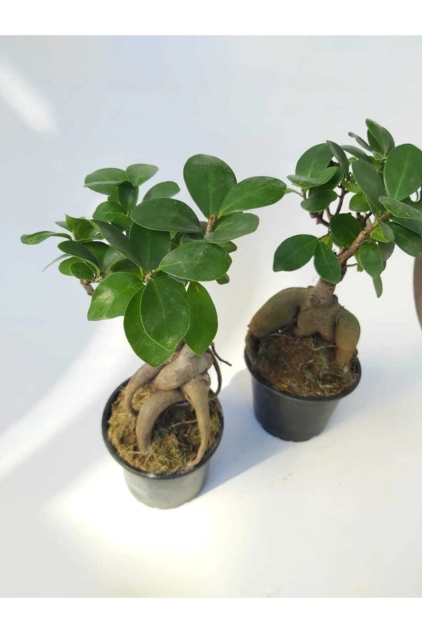 Stanova Bonsai Ficus Ginseng 18 cm ürün görseli 1