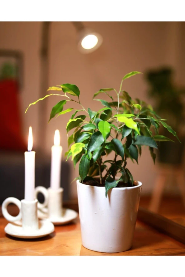 Ficus Benjamina ürün görseli 1