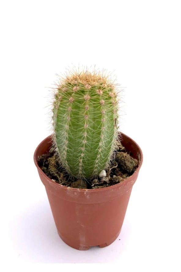 Echinopsis Oxygona Kaktüs ürün görseli 1
