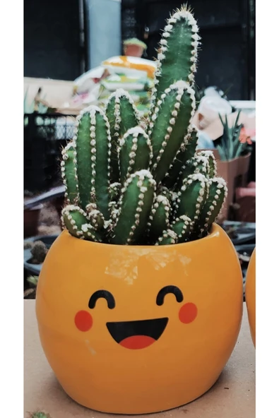 Cereus Jamacaru Özel Tür ürün görseli 1