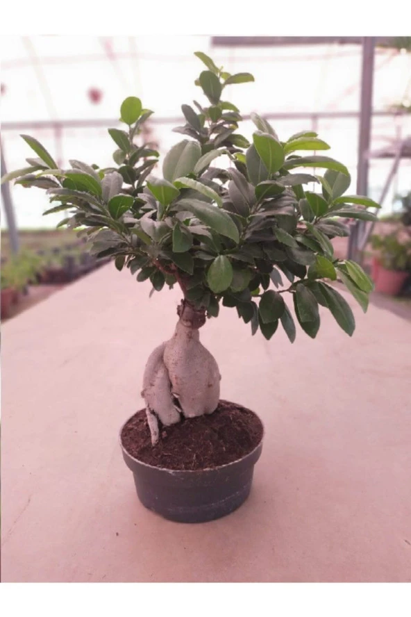 Ficus Bonsai ürün görseli 1