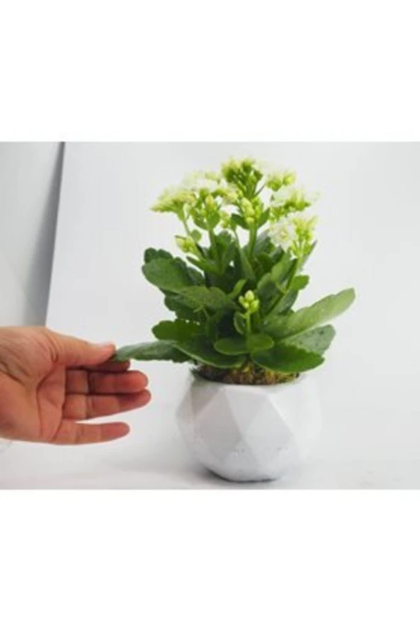 Beyaz Kalanşo Kalanchoe & Beyaz Geometrik Beton Saksıda Hediyelik Canlı Çiçek ürün görseli 1