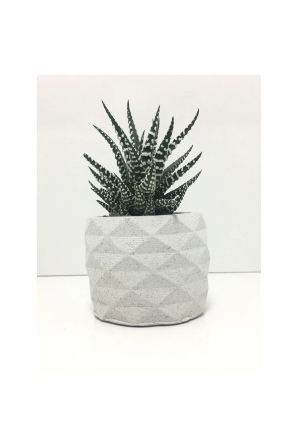 Geometrik Beton Saksı Ve Canlı Sukulent - Ye1605 ürün görseli 1