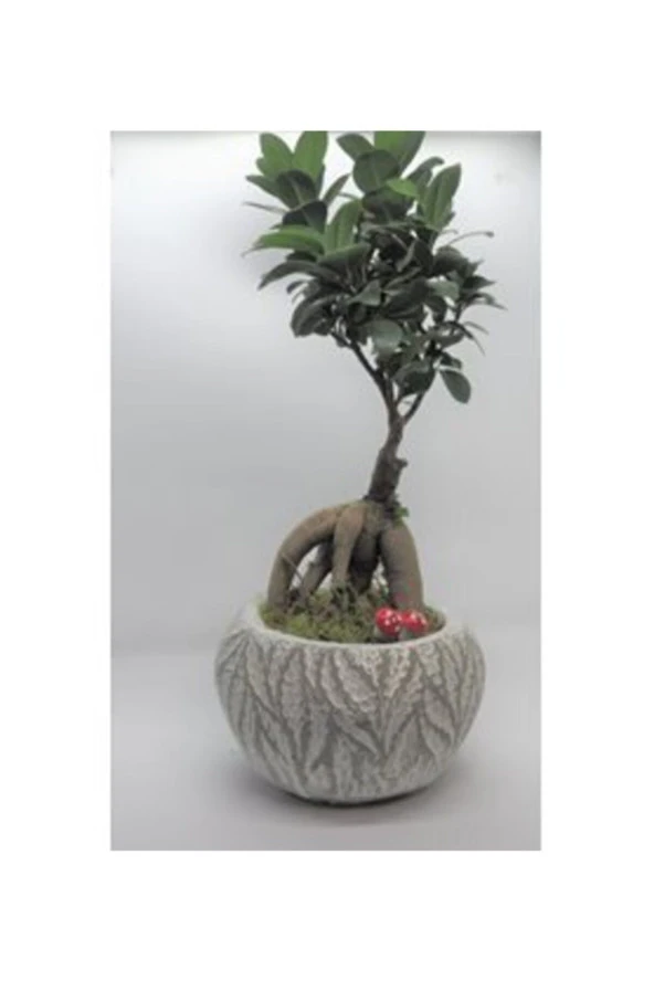 Ficus Ginseng Bonsai & Beyaz Vane Beton Saksıda Lik Canlı Çiçek ürün görseli 1