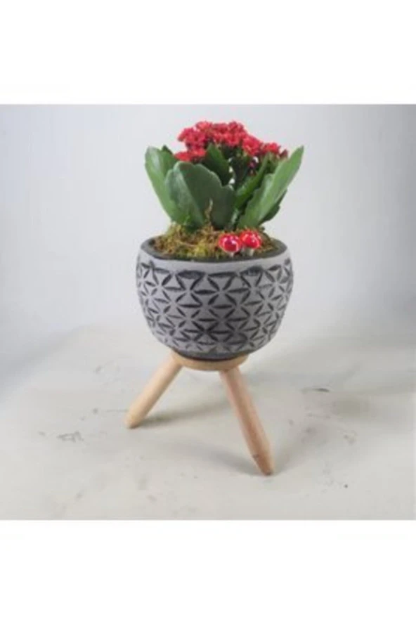 Kırmızı Kalanşo Kalanchoe & Siyah Bers Ayaklı Beton Saksıda Hediyelik Canlı Çiçek ürün görseli 1