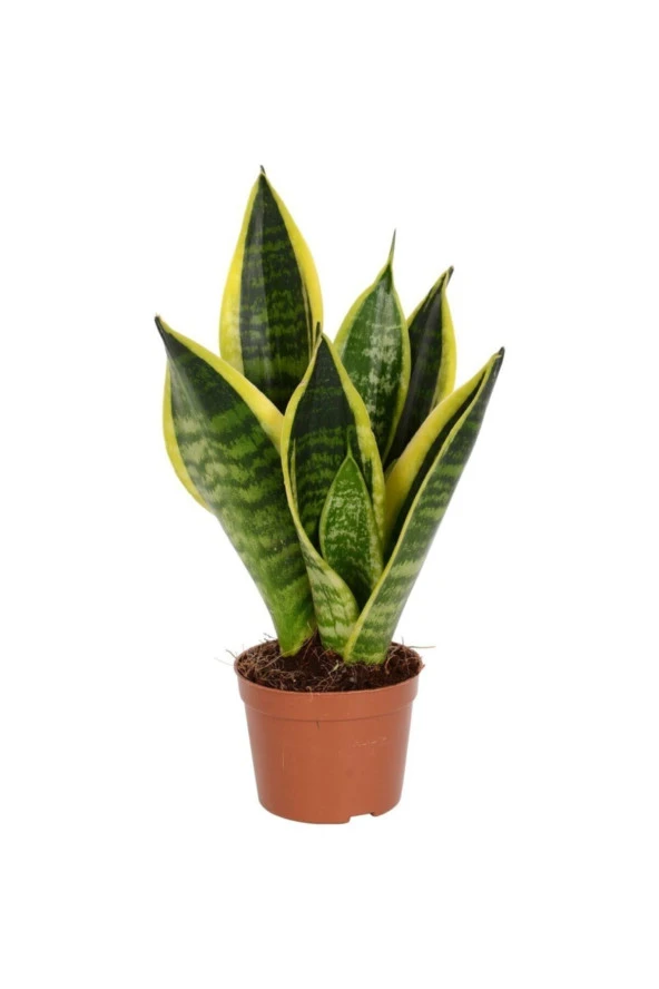 Peygamber Kılıcı Sanseveria ürün görseli 1